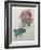 Poppy-Pierre-Joseph Redoute-Framed Art Print