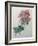 Poppy-Pierre-Joseph Redoute-Framed Art Print