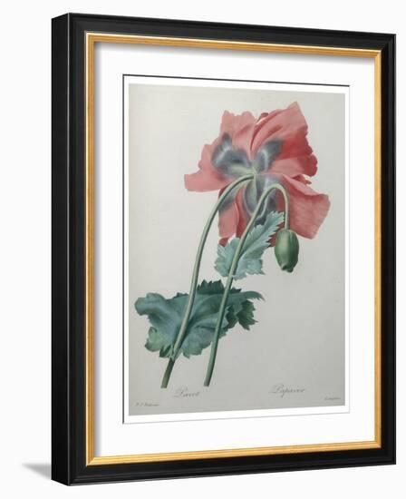 Poppy-Pierre-Joseph Redoute-Framed Art Print