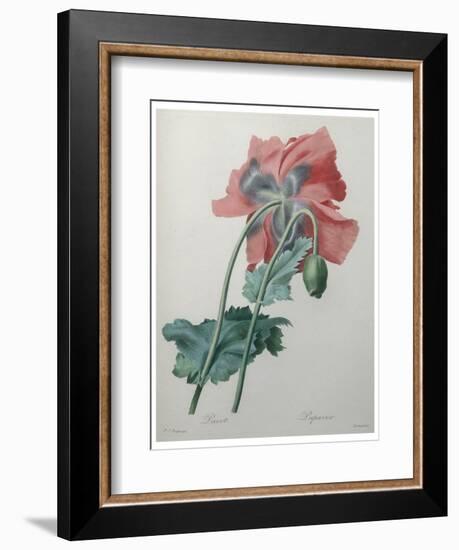 Poppy-Pierre-Joseph Redoute-Framed Art Print