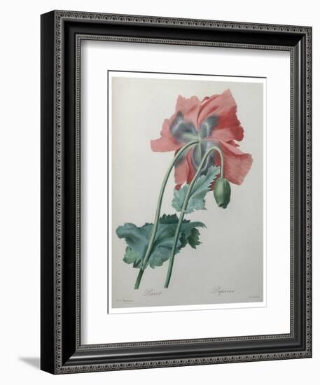 Poppy-Pierre-Joseph Redoute-Framed Art Print