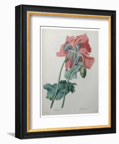 Poppy-Pierre-Joseph Redoute-Framed Art Print