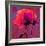 Poppy-Scott J. Davis-Framed Giclee Print