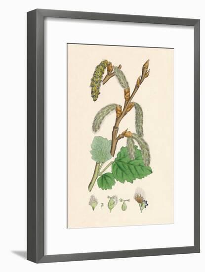 'Populus canescens. Gray Poplar', 19th Century-Unknown-Framed Giclee Print