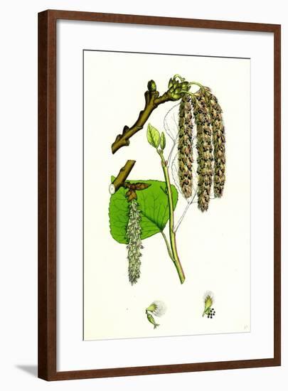 Populus Nigra Black Poplar-null-Framed Giclee Print