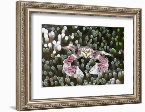 Porcelain Crab in a Sea Anemone (Neopetrolisthes Maculatus), Alam Batu, Bali, Indonesia-Reinhard Dirscherl-Framed Photographic Print