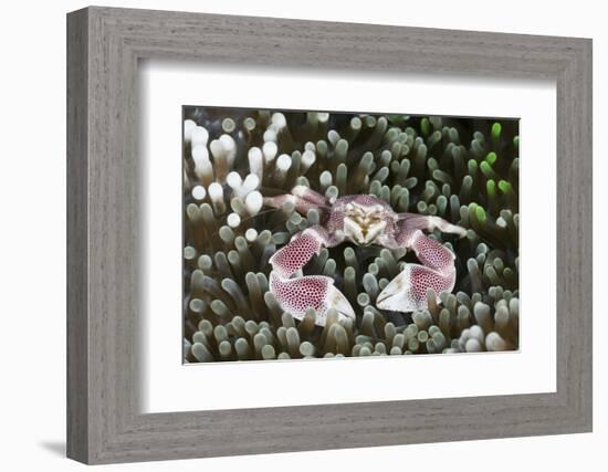 Porcelain Crab in a Sea Anemone (Neopetrolisthes Maculatus), Alam Batu, Bali, Indonesia-Reinhard Dirscherl-Framed Photographic Print