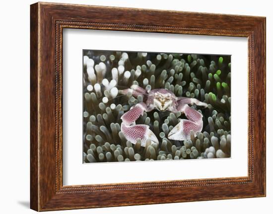 Porcelain Crab in a Sea Anemone (Neopetrolisthes Maculatus), Alam Batu, Bali, Indonesia-Reinhard Dirscherl-Framed Photographic Print