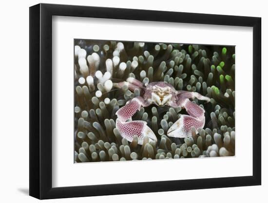 Porcelain Crab in a Sea Anemone (Neopetrolisthes Maculatus), Alam Batu, Bali, Indonesia-Reinhard Dirscherl-Framed Photographic Print