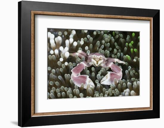 Porcelain Crab in a Sea Anemone (Neopetrolisthes Maculatus), Alam Batu, Bali, Indonesia-Reinhard Dirscherl-Framed Photographic Print