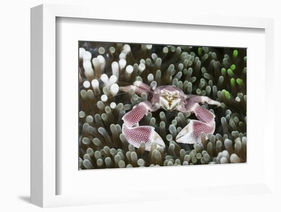 Porcelain Crab in a Sea Anemone (Neopetrolisthes Maculatus), Alam Batu, Bali, Indonesia-Reinhard Dirscherl-Framed Photographic Print