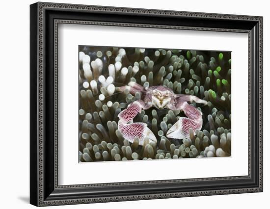 Porcelain Crab in a Sea Anemone (Neopetrolisthes Maculatus), Alam Batu, Bali, Indonesia-Reinhard Dirscherl-Framed Photographic Print