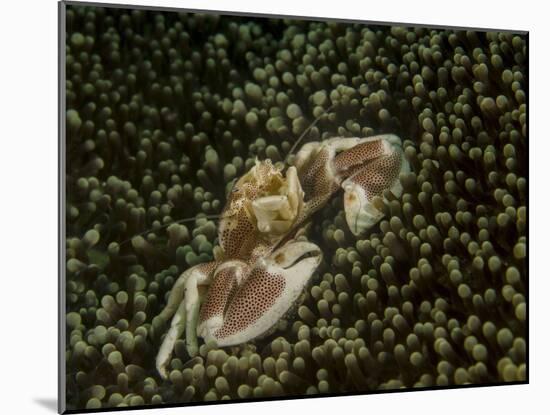 Porcelain Crab in Anemone, Lembeh Strait, Indonesia-Stocktrek Images-Mounted Photographic Print