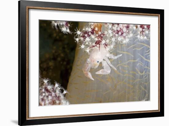 Porcelain Crab (Porcellanella Triloba) on a Soft Coral, Raja Ampat, West Papua, Indonesia-Reinhard Dirscherl-Framed Photographic Print