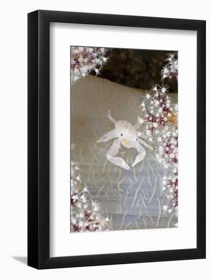 Porcelain Crab (Porcellanella Triloba) on Soft Coral, Raja Ampat, West Papua, Indonesia-Reinhard Dirscherl-Framed Photographic Print