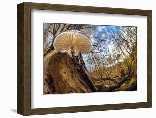 Porcelain fungus growing on fallen beech tree, Peak District, UK-Alex Hyde-Framed Photographic Print
