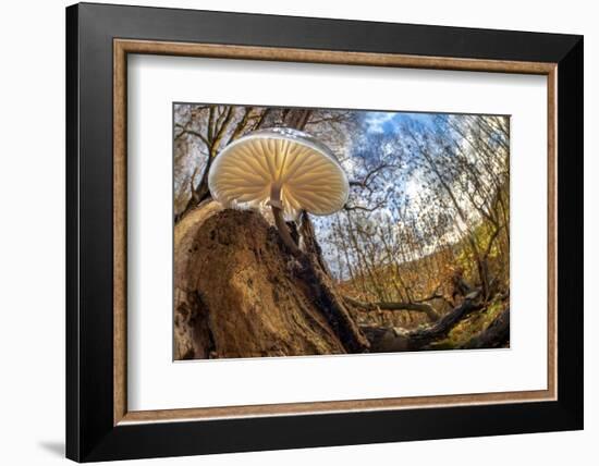 Porcelain fungus growing on fallen beech tree, Peak District, UK-Alex Hyde-Framed Photographic Print