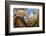 Porcelain fungus growing on fallen beech tree, Peak District, UK-Alex Hyde-Framed Photographic Print