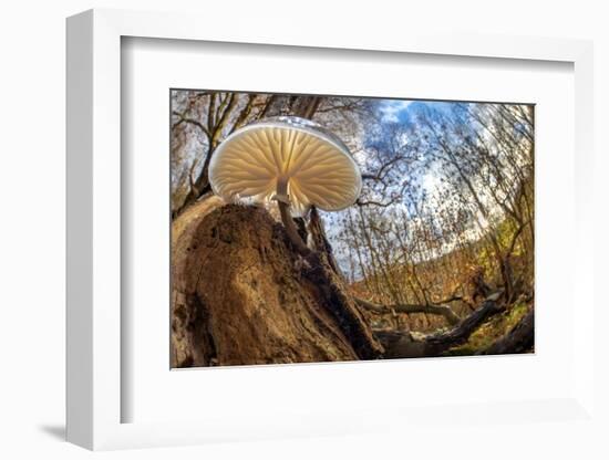 Porcelain fungus growing on fallen beech tree, Peak District, UK-Alex Hyde-Framed Photographic Print