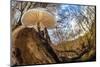 Porcelain fungus growing on fallen beech tree, Peak District, UK-Alex Hyde-Mounted Photographic Print