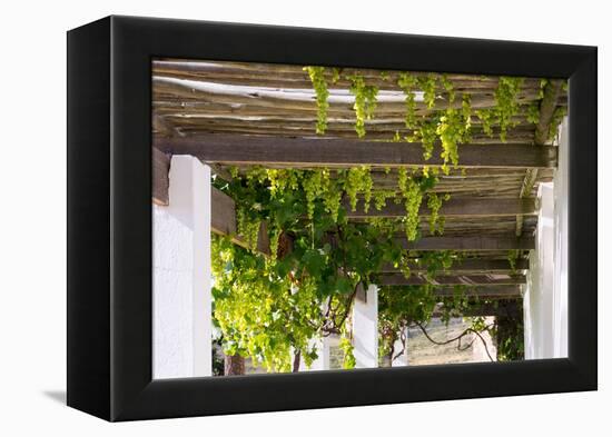 Porch with Hanging Bunches of Grapes-Catharina Lux-Framed Premier Image Canvas