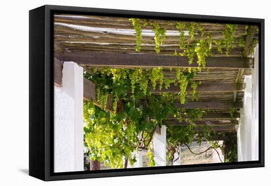 Porch with Hanging Bunches of Grapes-Catharina Lux-Framed Premier Image Canvas