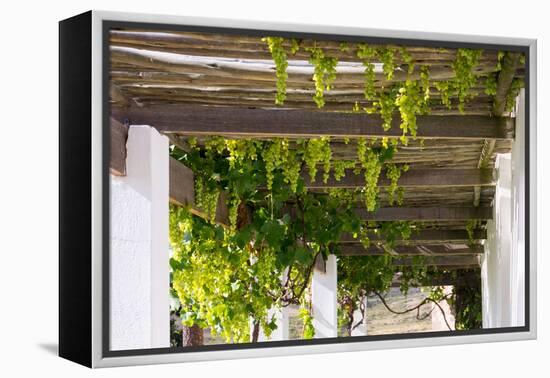 Porch with Hanging Bunches of Grapes-Catharina Lux-Framed Premier Image Canvas