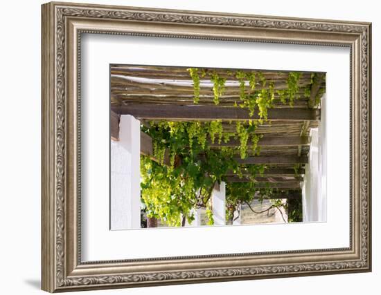 Porch with Hanging Bunches of Grapes-Catharina Lux-Framed Photographic Print