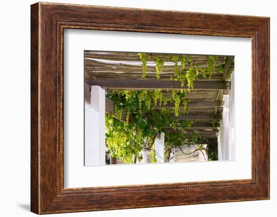 Porch with Hanging Bunches of Grapes-Catharina Lux-Framed Photographic Print