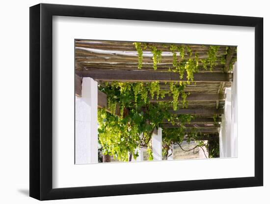 Porch with Hanging Bunches of Grapes-Catharina Lux-Framed Photographic Print