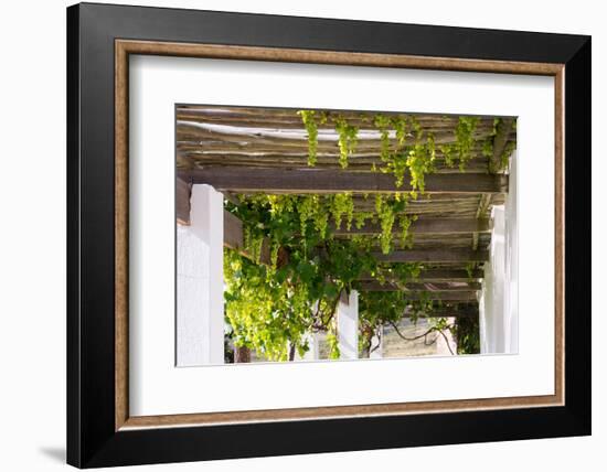 Porch with Hanging Bunches of Grapes-Catharina Lux-Framed Photographic Print