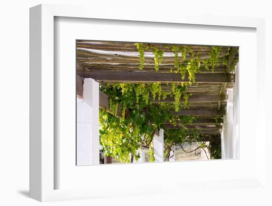 Porch with Hanging Bunches of Grapes-Catharina Lux-Framed Photographic Print