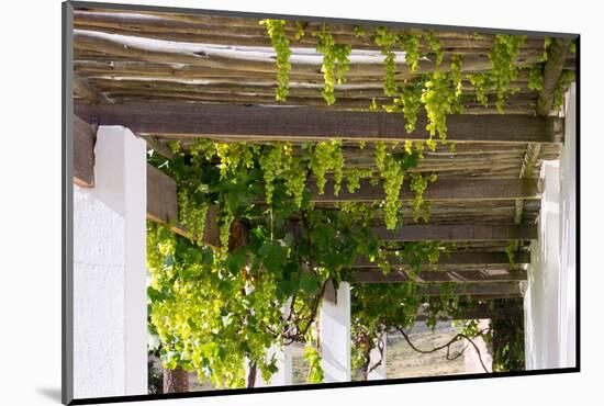 Porch with Hanging Bunches of Grapes-Catharina Lux-Mounted Photographic Print