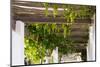 Porch with Hanging Bunches of Grapes-Catharina Lux-Mounted Photographic Print