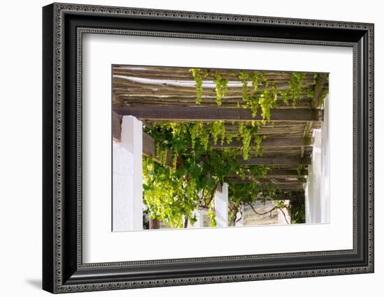 Porch with Hanging Bunches of Grapes-Catharina Lux-Framed Photographic Print