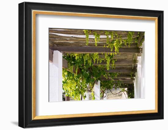Porch with Hanging Bunches of Grapes-Catharina Lux-Framed Photographic Print