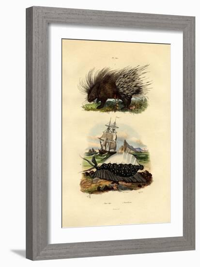 Porcupine, 1833-39-null-Framed Giclee Print