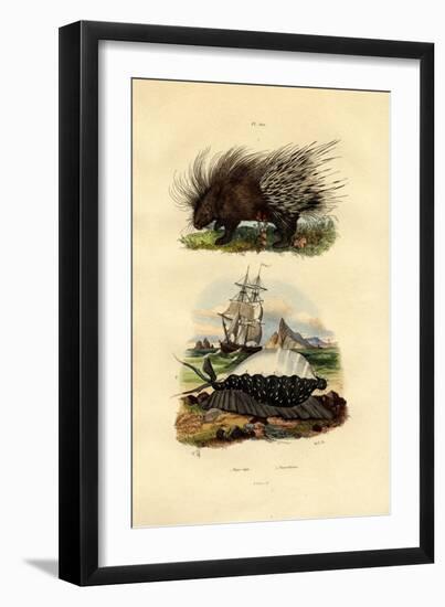 Porcupine, 1833-39-null-Framed Giclee Print