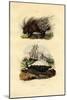 Porcupine, 1833-39-null-Mounted Giclee Print