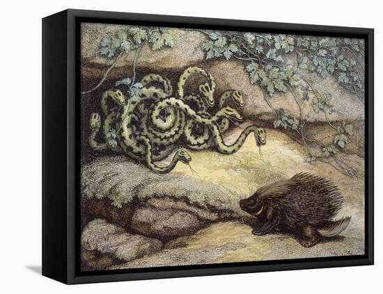 Porcupine and Snakes-null-Framed Stretched Canvas