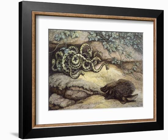Porcupine and Snakes-null-Framed Premium Giclee Print