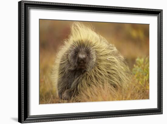 Porcupine (Erethizon Dorsatum) on Tundra. North Slope, Alaska, USA. September-Gerrit Vyn-Framed Photographic Print