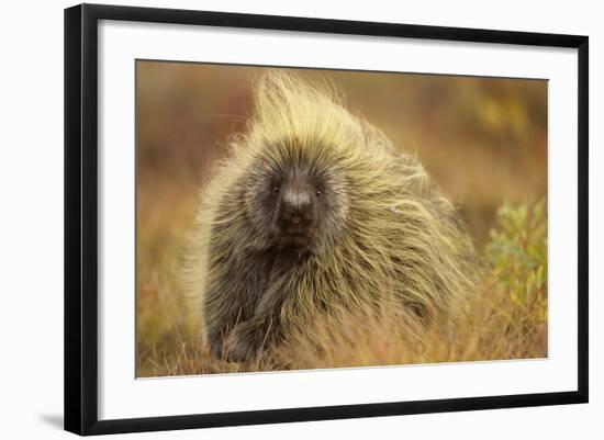 Porcupine (Erethizon Dorsatum) on Tundra. North Slope, Alaska, USA. September-Gerrit Vyn-Framed Photographic Print