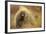 Porcupine (Erethizon Dorsatum) on Tundra. North Slope, Alaska, USA. September-Gerrit Vyn-Framed Photographic Print