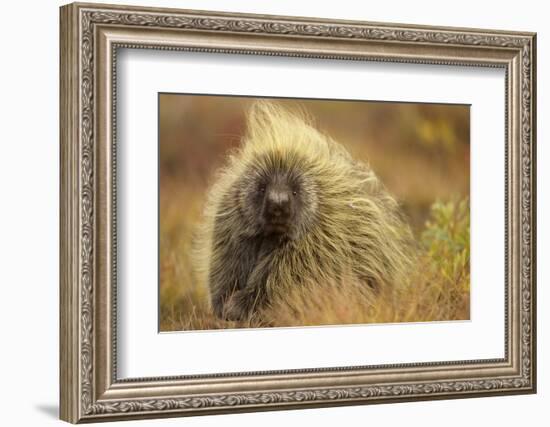 Porcupine (Erethizon Dorsatum) on Tundra. North Slope, Alaska, USA. September-Gerrit Vyn-Framed Photographic Print