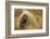 Porcupine (Erethizon Dorsatum) on Tundra. North Slope, Alaska, USA. September-Gerrit Vyn-Framed Photographic Print