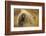 Porcupine (Erethizon Dorsatum) on Tundra. North Slope, Alaska, USA. September-Gerrit Vyn-Framed Photographic Print