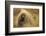 Porcupine (Erethizon Dorsatum) on Tundra. North Slope, Alaska, USA. September-Gerrit Vyn-Framed Photographic Print