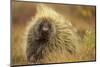 Porcupine (Erethizon Dorsatum) on Tundra. North Slope, Alaska, USA. September-Gerrit Vyn-Mounted Photographic Print