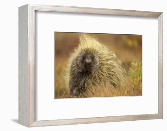 Porcupine (Erethizon Dorsatum) on Tundra. North Slope, Alaska, USA. September-Gerrit Vyn-Framed Photographic Print